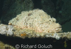 Scorpion fish inside the hold of Thisslegorm-Red Sea by Richard Goluch 